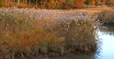Salt Marsh